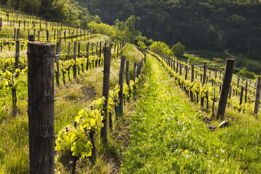 Vinyards_Vipava_Valley