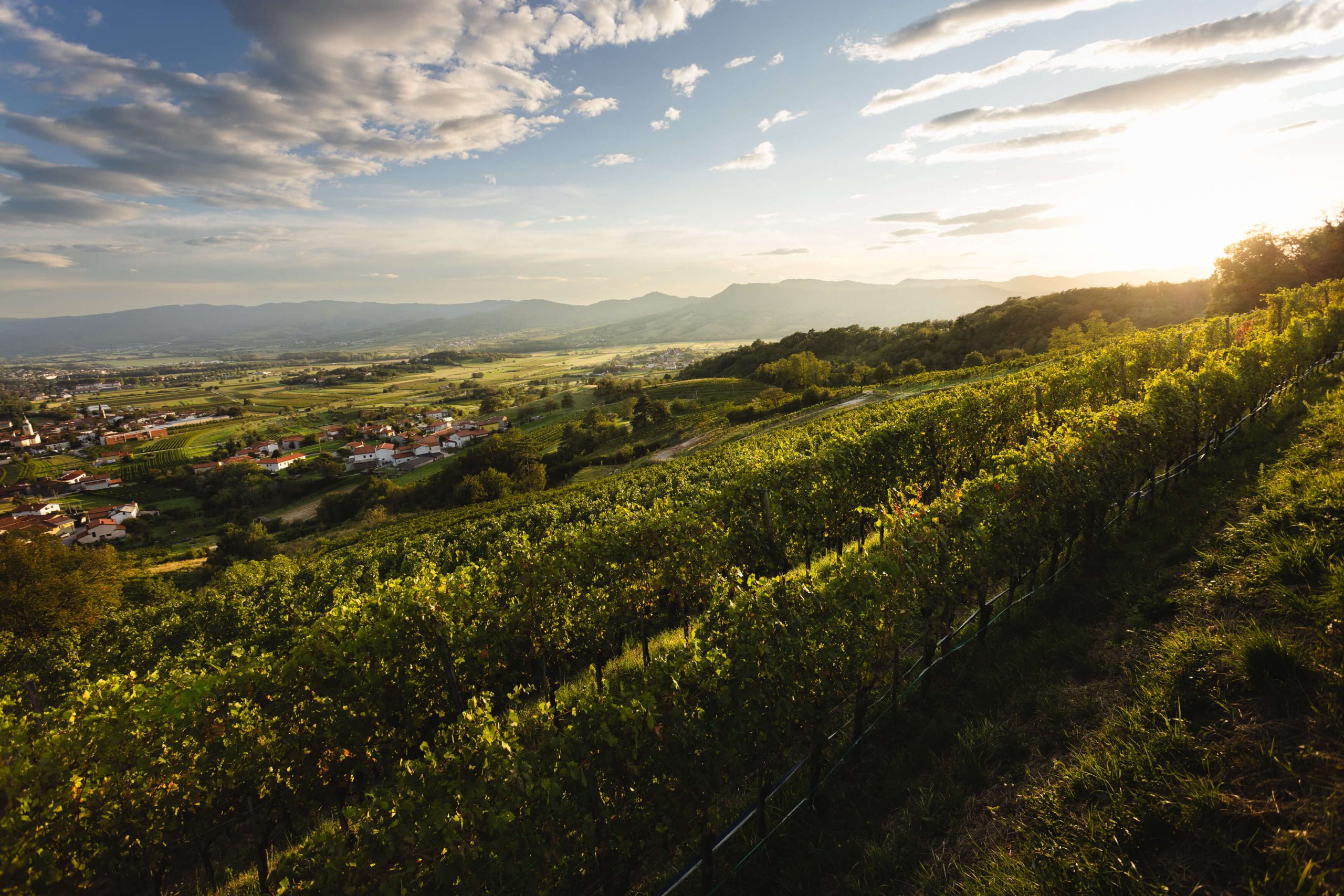 Vina_Krapež_Vipava_Valley