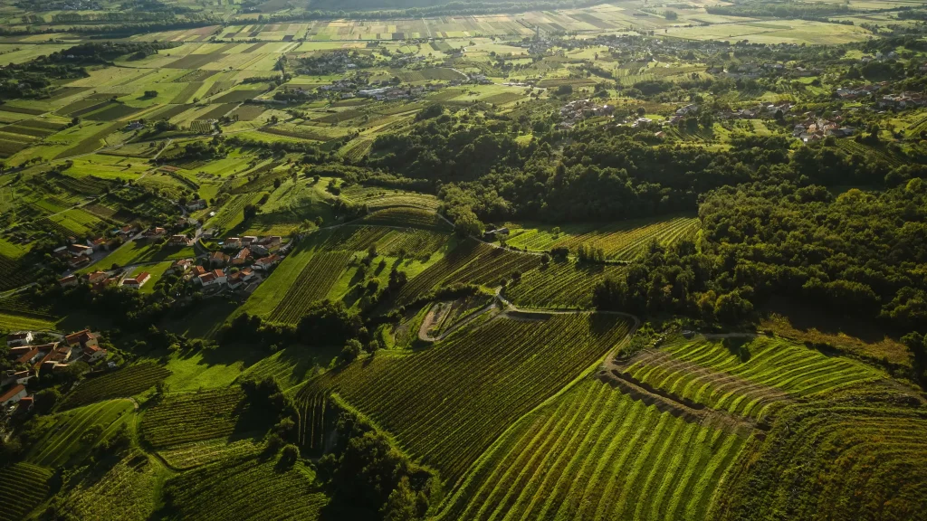 Vipava valley wine tasting VinaKrapež