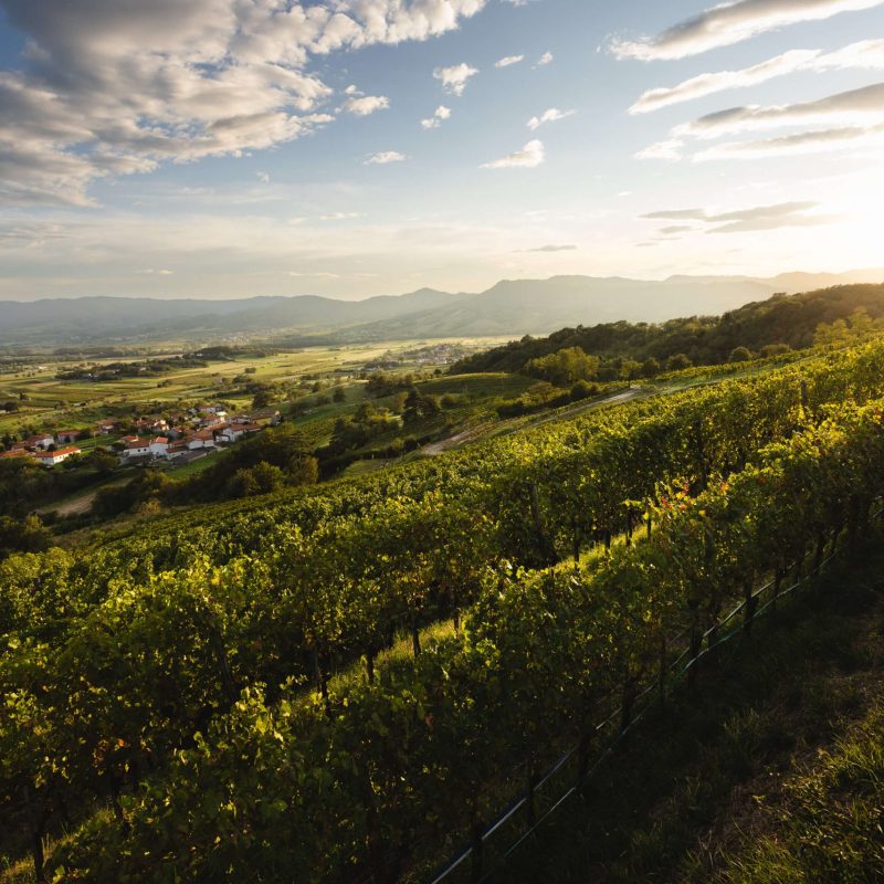Vina_Krapež_Vipava_Valley