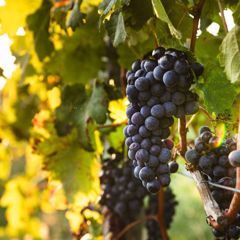 Degustacija naravnih vin